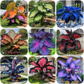 Giant Caladium Plant Seeds – The Color Wizard for Your Dream Garden | Pack of 500 Seeds